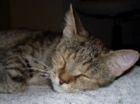 Mia01.jpg