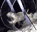 krecek.gif